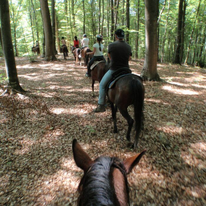 Horseback riding through the forest